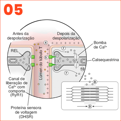 DHSR - PROTEÍNAS SENSORAS DE VOLTAGEM