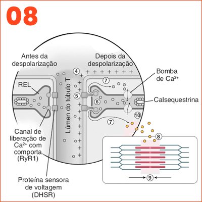 Ca2+ ACUMULADO DIFUNDI-SE