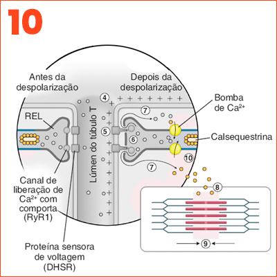 Ca2+ RETORNA